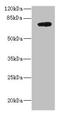 Aspartyl-TRNA Synthetase 2, Mitochondrial antibody, CSB-PA747490LA01HU, Cusabio, Western Blot image 