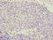 Coatomer Protein Complex Subunit Zeta 1 antibody, orb23345, Biorbyt, Immunohistochemistry paraffin image 