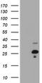 Hes Family BHLH Transcription Factor 6 antibody, LS-C175460, Lifespan Biosciences, Western Blot image 