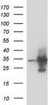 Msh Homeobox 1 antibody, TA590129, Origene, Western Blot image 