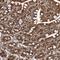 Archain 1 antibody, HPA037573, Atlas Antibodies, Immunohistochemistry frozen image 