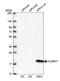 Plasminogen Receptor With A C-Terminal Lysine antibody, HPA011144, Atlas Antibodies, Western Blot image 