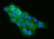 Thyroid Hormone Receptor Interactor 10 antibody, A03963-1, Boster Biological Technology, Immunofluorescence image 