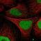 Kinesin Family Member 4A antibody, NBP1-83721, Novus Biologicals, Immunofluorescence image 