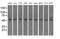 Tubulin Alpha 8 antibody, MA5-25061, Invitrogen Antibodies, Western Blot image 