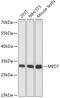 RNA polymerase transcriptional regulation mediator subunit 7 homolog antibody, 16-424, ProSci, Western Blot image 