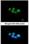 ERCC Excision Repair 8, CSA Ubiquitin Ligase Complex Subunit antibody, PA5-21284, Invitrogen Antibodies, Immunofluorescence image 