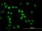 Apoptosis Inhibitor 5 antibody, H00008539-M01, Novus Biologicals, Immunocytochemistry image 