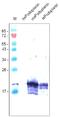 T1-alpha antibody, DM3516P, Origene, Western Blot image 