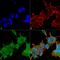Brevican antibody, MA5-27639, Invitrogen Antibodies, Immunofluorescence image 