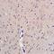 Adrenoceptor Beta 2 antibody, orb5673, Biorbyt, Immunohistochemistry paraffin image 