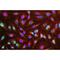 RNA Binding Motif Protein 8A antibody, IQ220, Immuquest, Immunofluorescence image 