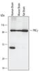 Protein Kinase C Gamma antibody, AF5130, R&D Systems, Western Blot image 