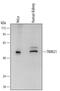 SS-A antibody, AF6219, R&D Systems, Western Blot image 