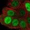 Karyopherin Subunit Alpha 2 antibody, NBP2-38482, Novus Biologicals, Immunofluorescence image 