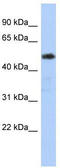 Zinc Finger And SCAN Domain Containing 25 antibody, TA345516, Origene, Western Blot image 