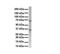 Ras Homolog Family Member T1 antibody, NBP1-59022, Novus Biologicals, Western Blot image 