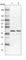 Biogenesis Of Ribosomes BRX1 antibody, HPA039614, Atlas Antibodies, Western Blot image 