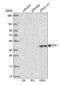 Activating Transcription Factor 1 antibody, HPA055069, Atlas Antibodies, Western Blot image 