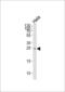 MOB Kinase Activator 2 antibody, LS-C166806, Lifespan Biosciences, Western Blot image 