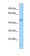 Protein Zfp566 antibody, orb326246, Biorbyt, Western Blot image 
