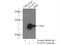 Synaptosome Associated Protein 25 antibody, 14903-1-AP, Proteintech Group, Immunoprecipitation image 