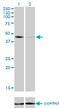 T antibody, LS-C198296, Lifespan Biosciences, Western Blot image 