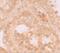 WD Repeat Domain 92 antibody, NBP1-76282, Novus Biologicals, Immunohistochemistry frozen image 