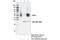 Protein Interacting With PRKCA 1 antibody, 85325S, Cell Signaling Technology, Immunoprecipitation image 