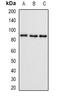 SET And MYND Domain Containing 4 antibody, orb341273, Biorbyt, Western Blot image 