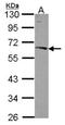 Nucleobindin 1 antibody, NBP2-19601, Novus Biologicals, Western Blot image 