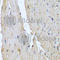 Defensin Alpha 1B antibody, A6897, ABclonal Technology, Immunohistochemistry paraffin image 