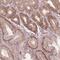 AKT1 Substrate 1 antibody, NBP2-57165, Novus Biologicals, Immunohistochemistry frozen image 