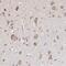 Oligophrenin 1 antibody, NBP1-88828, Novus Biologicals, Immunohistochemistry frozen image 