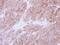 UDP-Glucose Pyrophosphorylase 2 antibody, PA5-28699, Invitrogen Antibodies, Immunohistochemistry paraffin image 