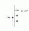 Nuclear Receptor Subfamily 2 Group C Member 2 antibody, P21960, Invitrogen Antibodies, Western Blot image 