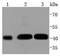 Mitogen-Activated Protein Kinase Kinase 1 antibody, NBP2-67770, Novus Biologicals, Western Blot image 