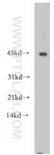 Sterol Carrier Protein 2 antibody, 14397-1-AP, Proteintech Group, Western Blot image 