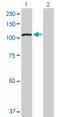 Protein Phosphatase 1 Regulatory Subunit 13 Like antibody, H00010848-D01P, Novus Biologicals, Western Blot image 