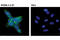 LIN28A antibody, 12573S, Cell Signaling Technology, Immunofluorescence image 