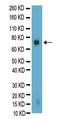 Galactosylceramidase antibody, MBS604025, MyBioSource, Western Blot image 