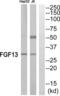 Fibroblast Growth Factor 13 antibody, abx015081, Abbexa, Western Blot image 