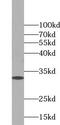 WW Domain Binding Protein 2 antibody, FNab09474, FineTest, Western Blot image 