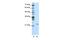 Mitochondrial RRNA Methyltransferase 1 antibody, PA5-41911, Invitrogen Antibodies, Western Blot image 