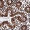 Cullin 5 antibody, NBP1-86868, Novus Biologicals, Immunohistochemistry frozen image 