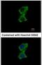 Zinc Finger Protein 598 antibody, PA5-31409, Invitrogen Antibodies, Immunofluorescence image 