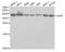 Heparin Binding Growth Factor antibody, abx004089, Abbexa, Western Blot image 