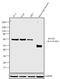 RUNX Family Transcription Factor 1 antibody, 710233, Invitrogen Antibodies, Western Blot image 