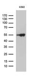 VRK Serine/Threonine Kinase 2 antibody, MA5-27456, Invitrogen Antibodies, Western Blot image 