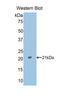 Peroxisome Proliferator Activated Receptor Delta antibody, LS-C733970, Lifespan Biosciences, Western Blot image 